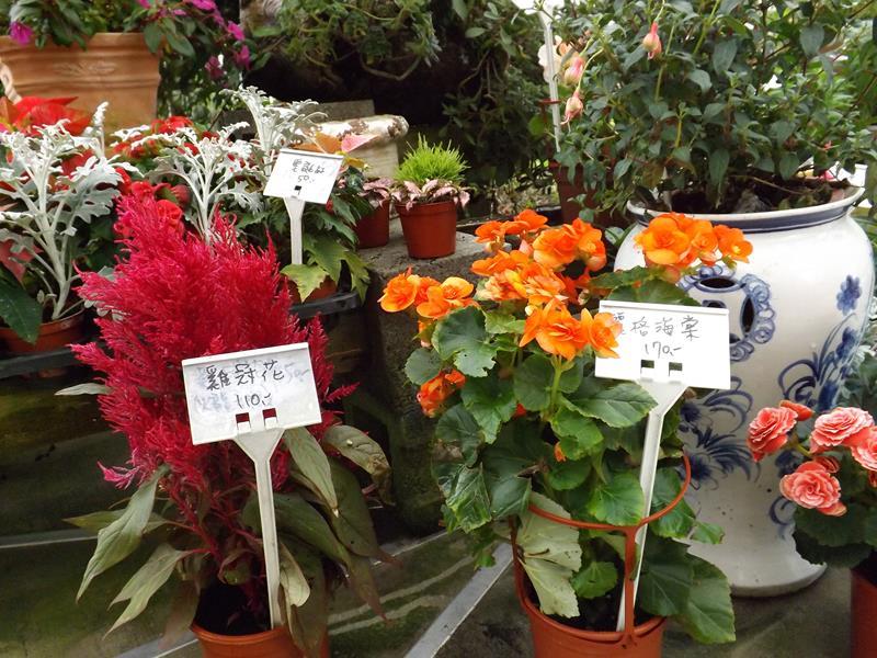 雞冠花開花的樣貌好火紅啊