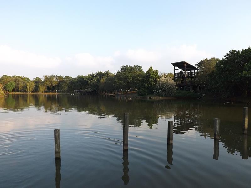 整座八德埤塘生態公園有非常多老樹