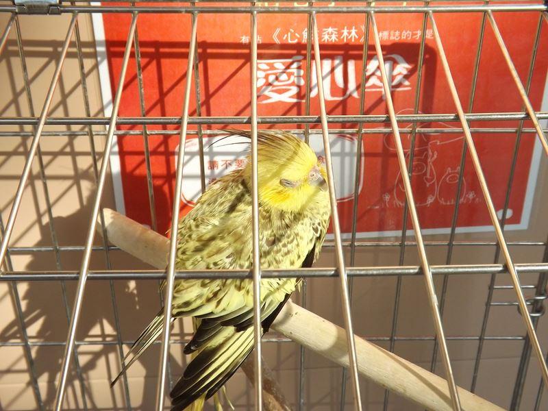 小鸚鵡