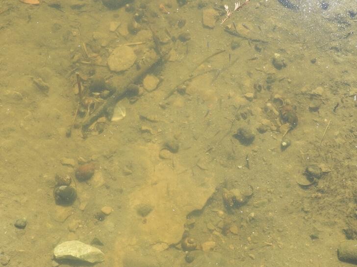仔細看有很多小魚及田螺