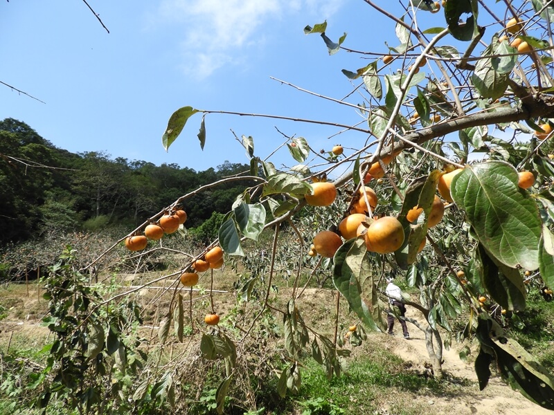 味衛佳後山的柿餅園