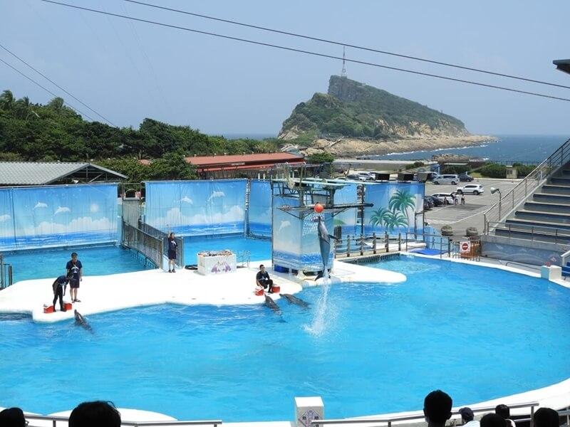 海豚頂球頂得超準