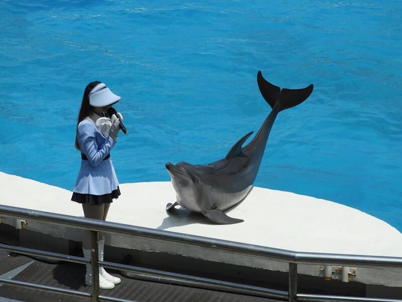 主持人與海豚