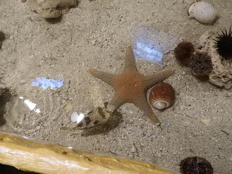 觸摸區可以摸到海星唷！