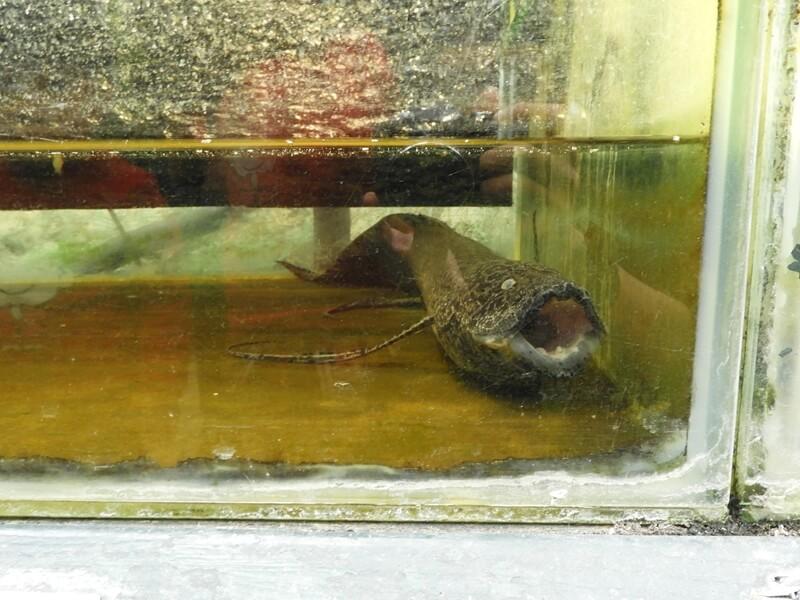 這隻魚長得真的有點怪