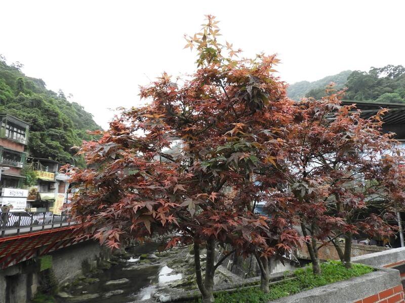 小橋上的楓樹紅了