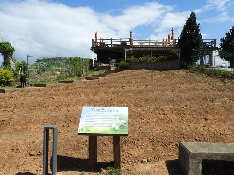 還沒長出來的百合花園