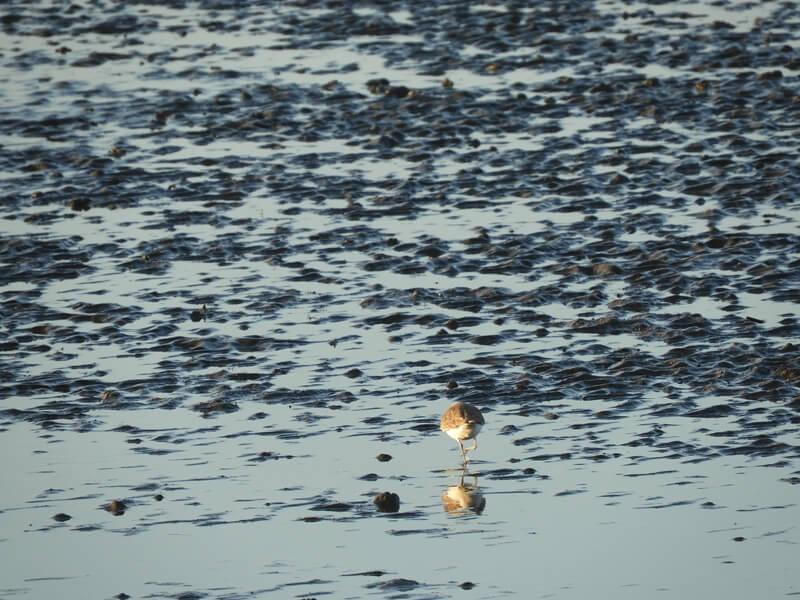 水鳥正在捕食魚、螃蟹