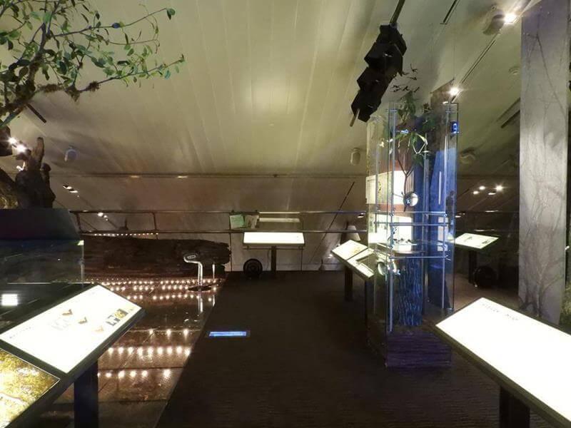森林探索展示區