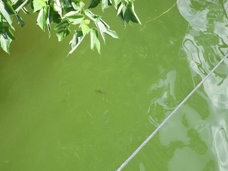 水庫裡的魚