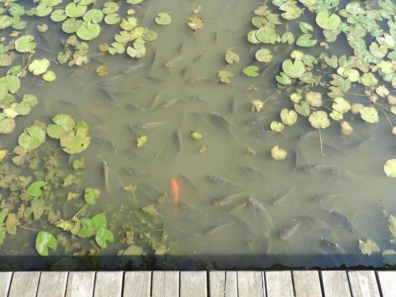 沒看沒發現，一看不得了，這魚也太多了吧！