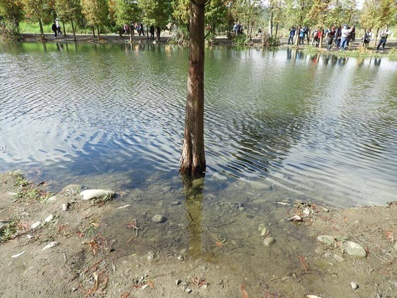 落羽松也稱為落雨杉，可以這樣長在水中