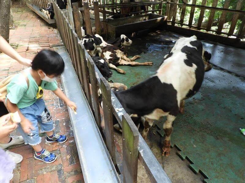 餵小牛喝ㄋㄟㄋㄟ囉！