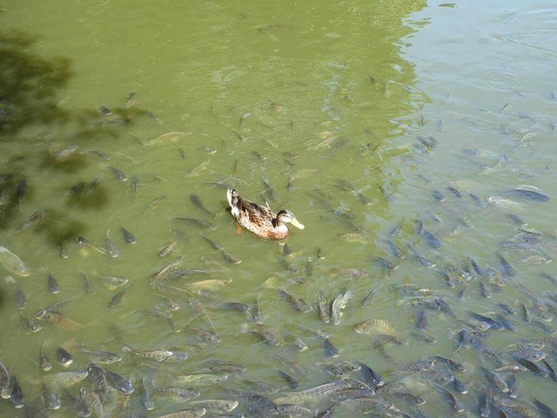 滿滿的吳郭魚，我有密集恐懼症