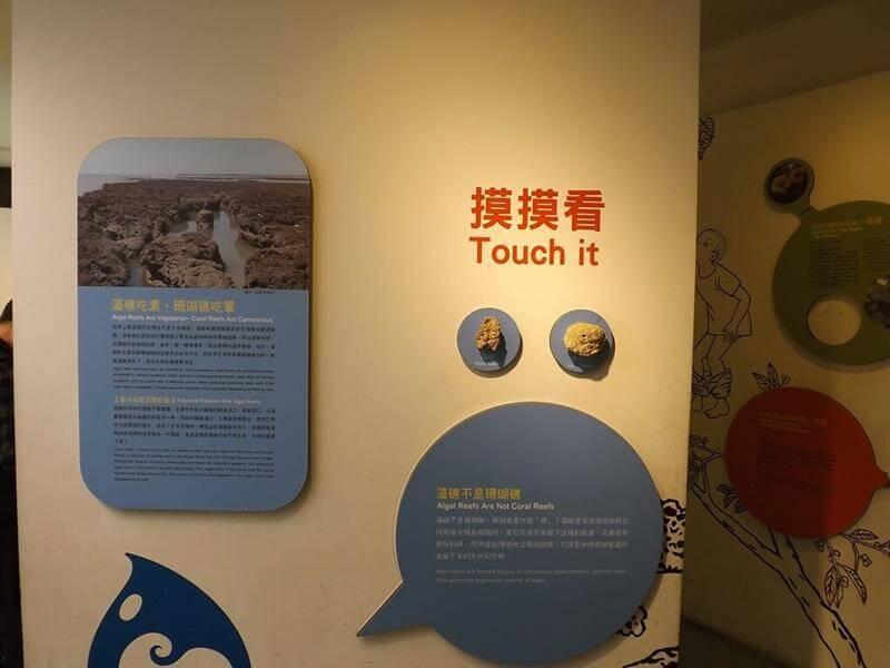 可以觸摸的藻礁塊