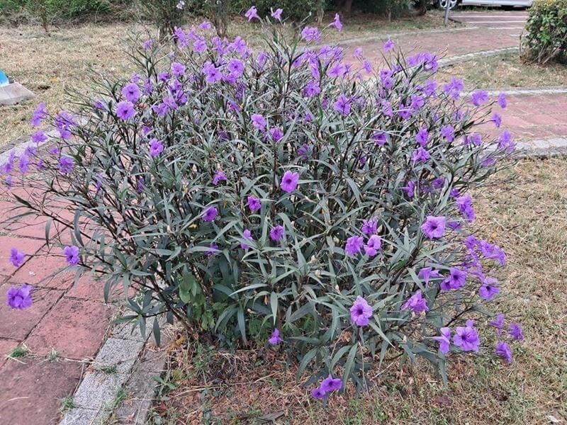 紫色的花,但不知道花名
