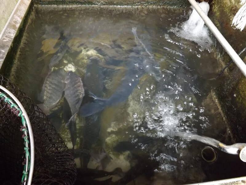 餐廳門口的活魚