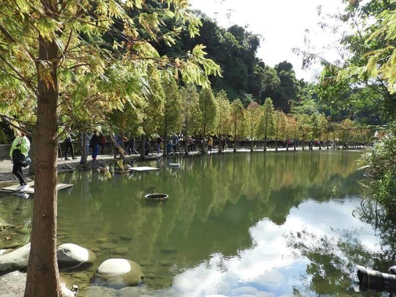 湖邊的落羽松是月眉人工濕地生態公園最吸引人的部分