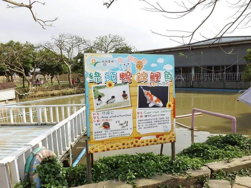 綠頭鴨　錦鯉池