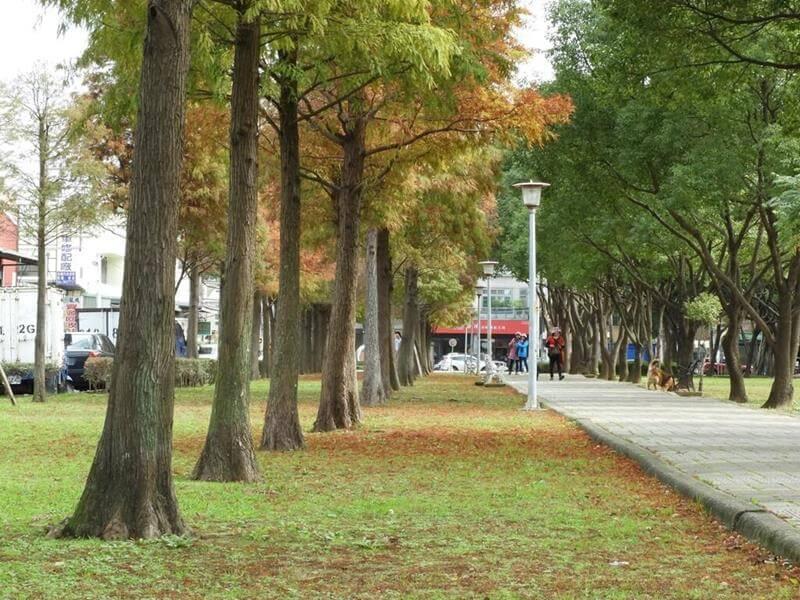 桃園玉山公園落羽松