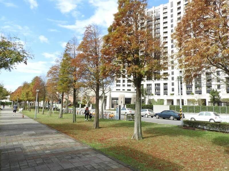 桃園玉山公園落羽松