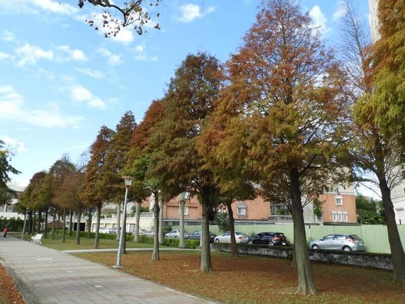 不得不說桃園玉山公園的落羽松真的很整齊