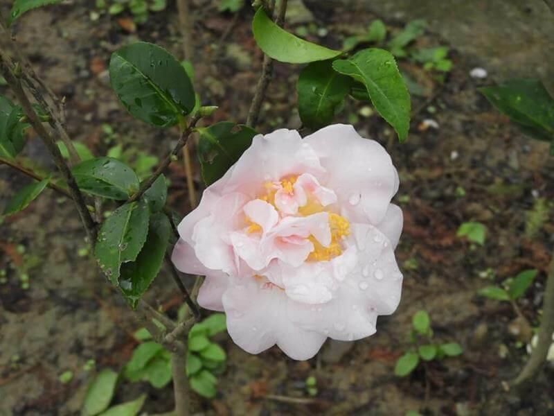 春天也是開茶花的季節