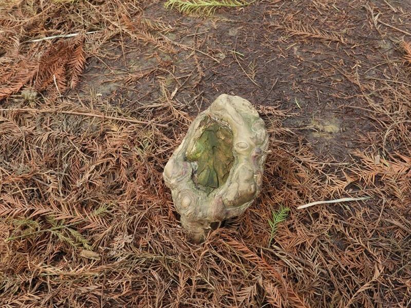 落羽松的氣根