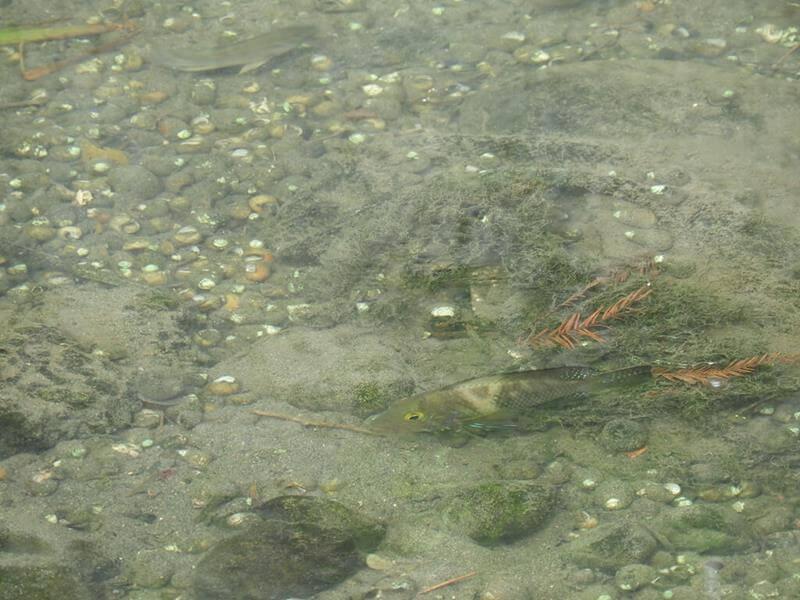 茄苳溪裡有很多魚