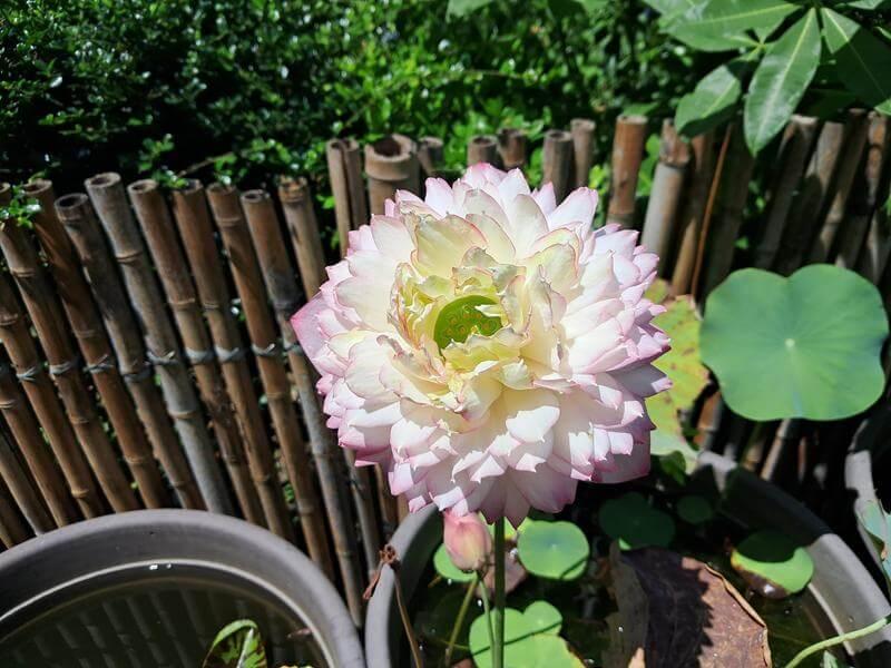 花開了