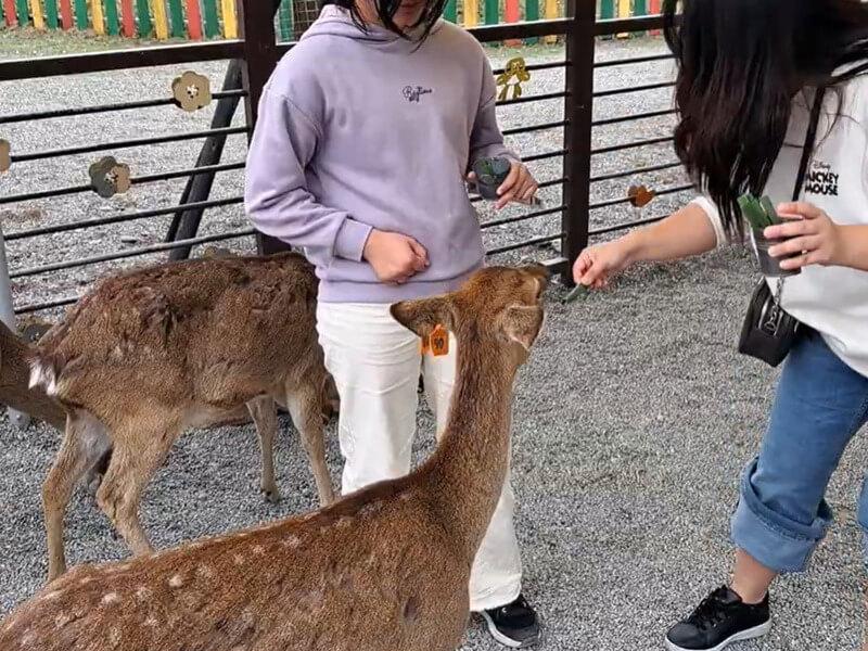 餵梅花鹿超好玩