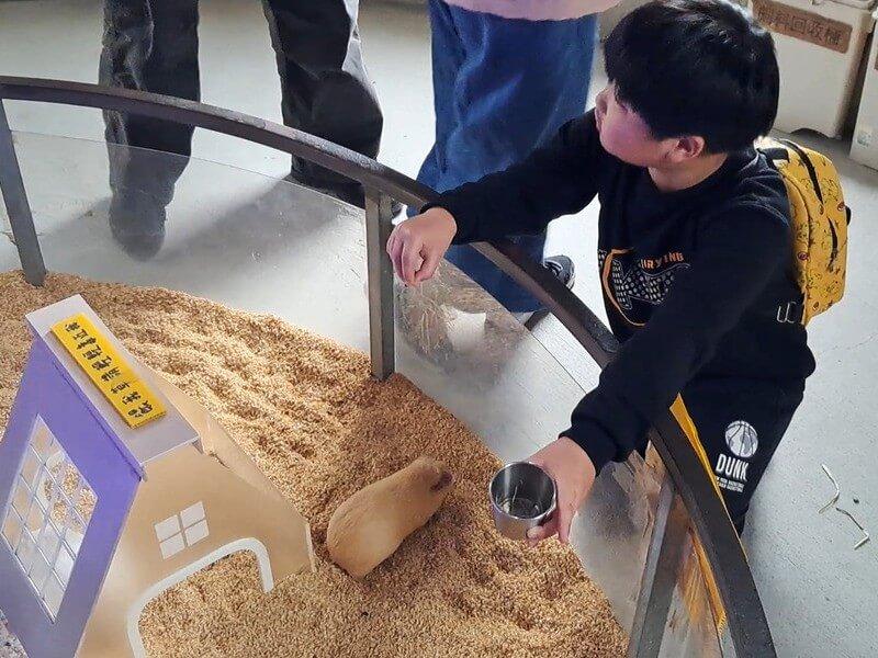 餵天竺鼠