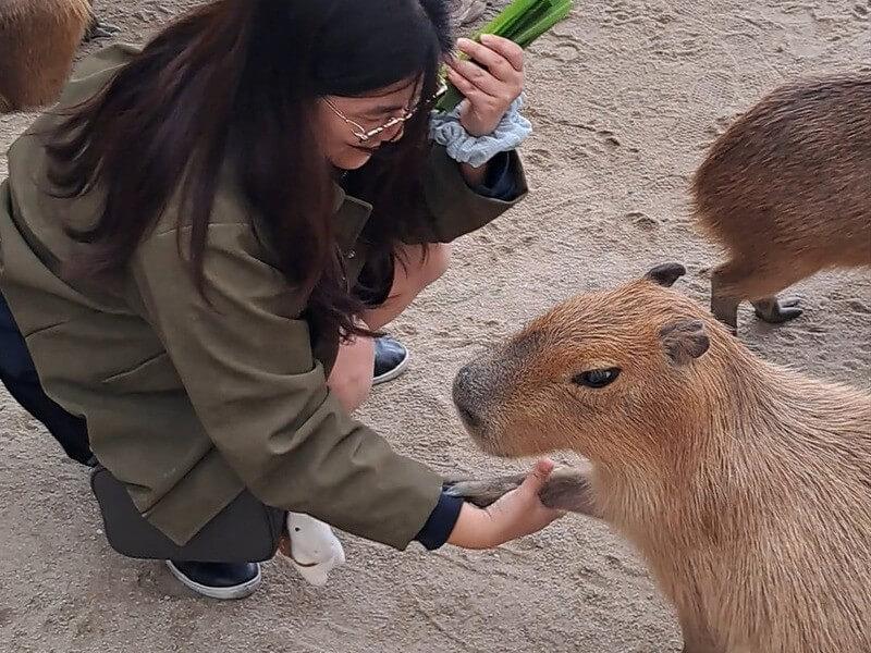 卡皮巴拉握手